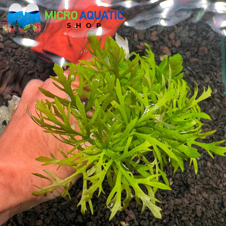 Hygrophila Difformis - Water Wisteria