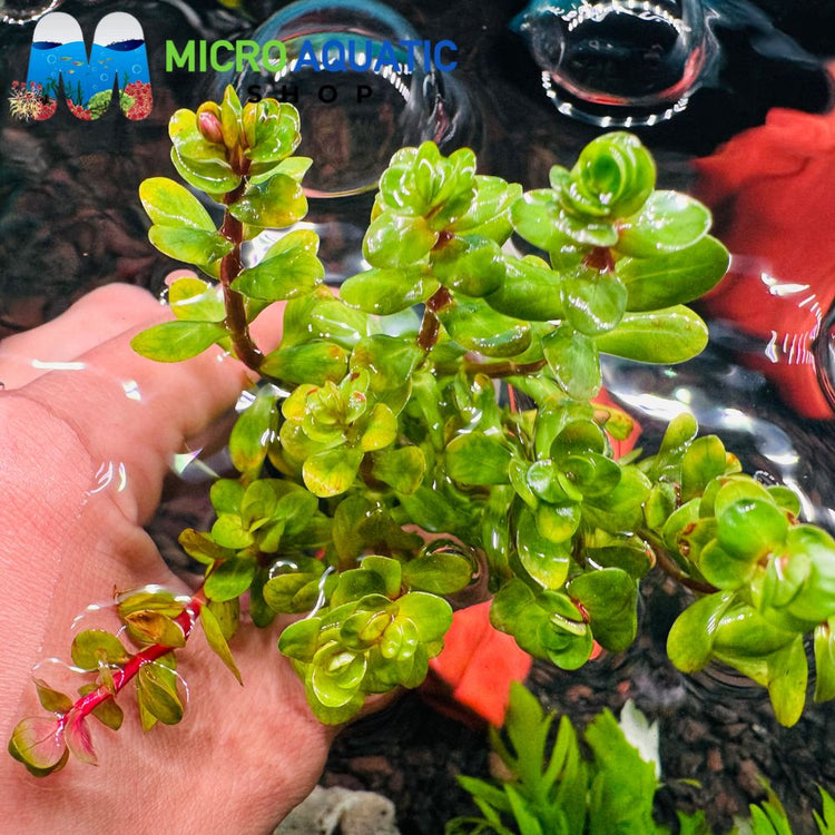 Rare Rotala Indica (Bonsai) - Indian Toothcup