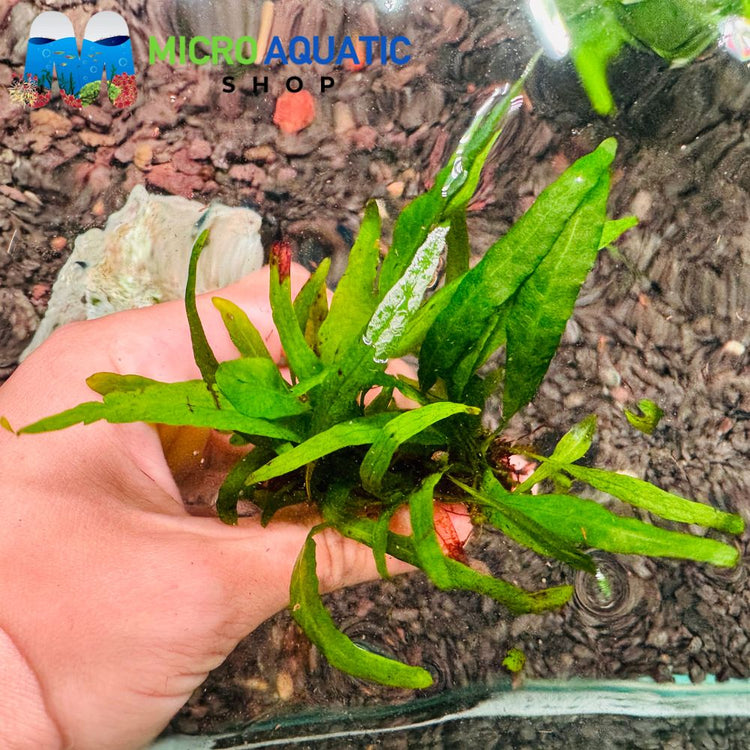 Microsorum Pteropus Needle - Java Fern Needle Leaf