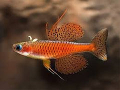 Rainbowfish -Pseudomugil luminatus - Red Neon Blue Eyes- Rare