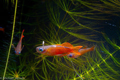 Rainbowfish -Pseudomugil luminatus - Red Neon Blue Eyes- Rare