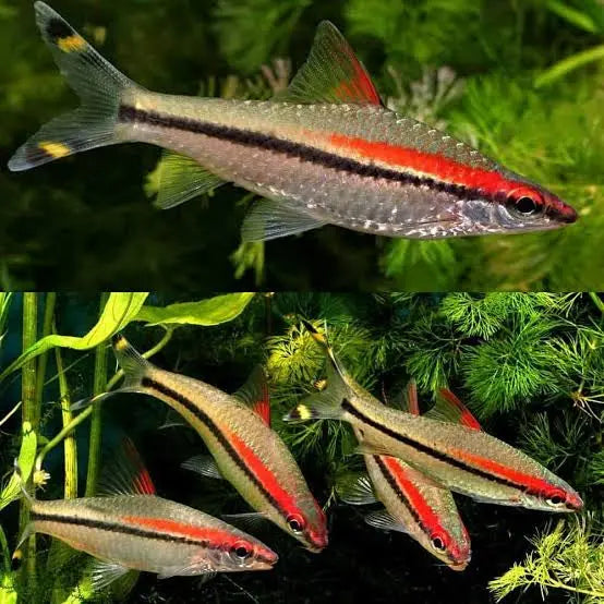 Barb – Redline Torpedo (Sahyadria denisonii) 5-6cm Micro Aquatic Shop