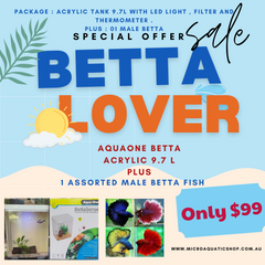 Betta lover - Tank Package Plus 1 Betta Male