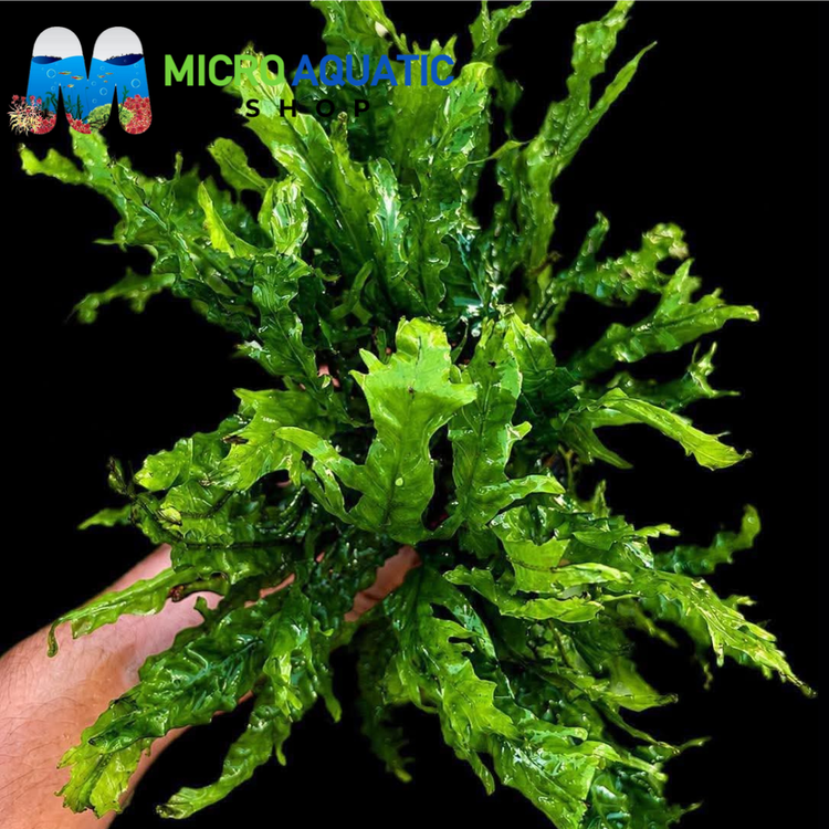 Microsorum pteropus - Java Fern Fork Leaf Port Aquatic