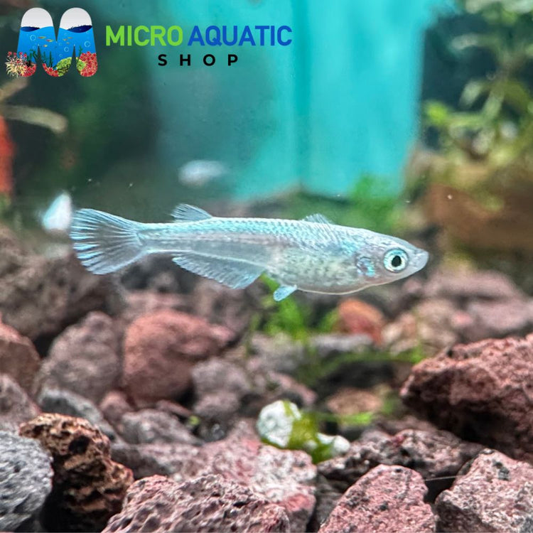 Japanese rice fish - Platinum Angel