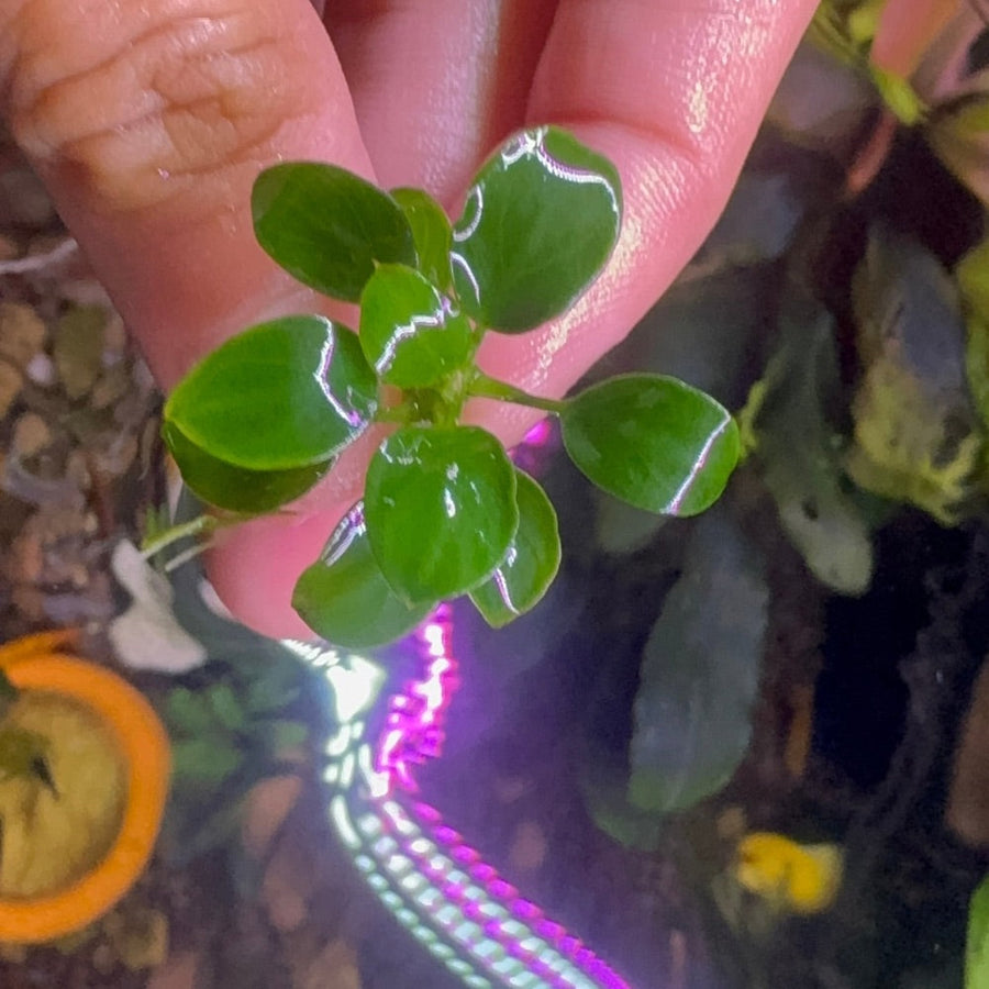 Anubias barteri var. nana 'petite'