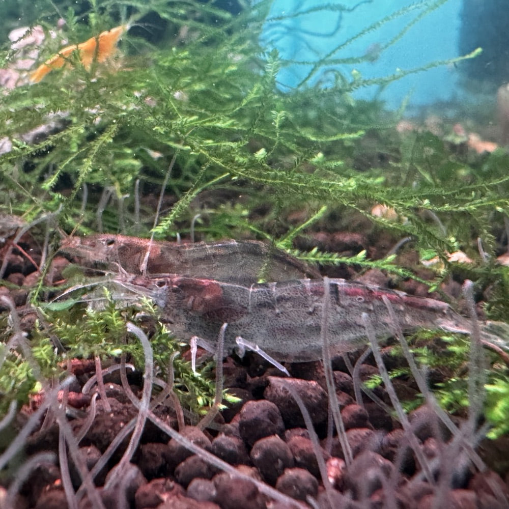 Australian Amano Shrimp (ULTRA RARE) Micro Aquatic Shop