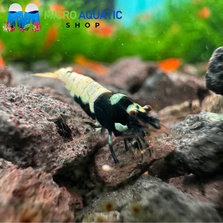 Caridina Shrimp - Black Spotted Head Pinto 1cm