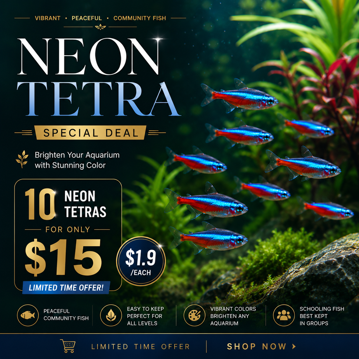 Neon Tetra Special Deal – 10 Neon Tetras for Only $15 Micro Aquatic Shop