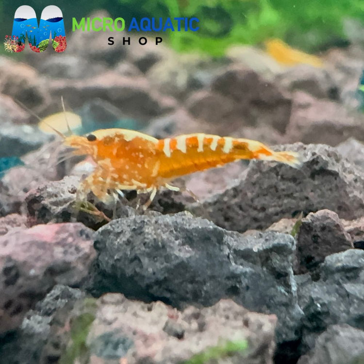 Caridina Shrimp - Yellow Galaxy 1cm
