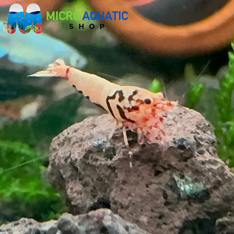 Caridina Shrimp - Red Boa 1cm