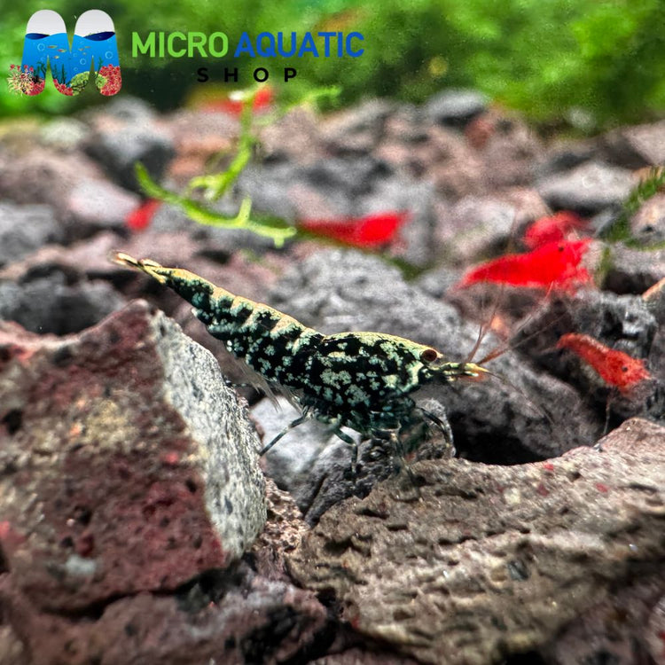 Caridina Shrimp - Black BOA 1cm