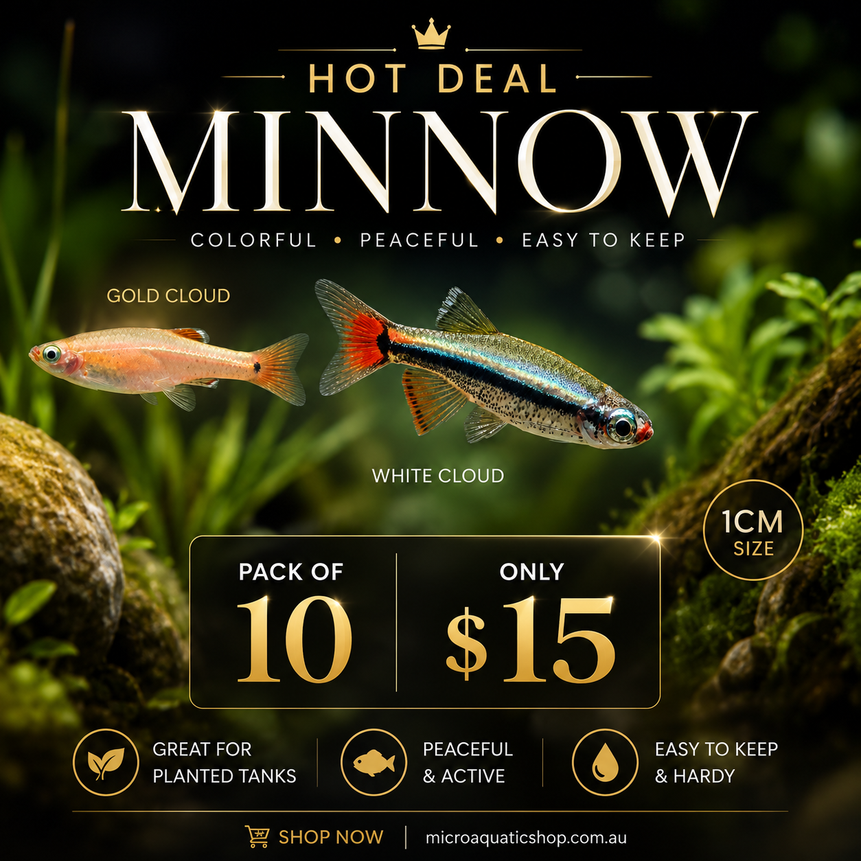 MINNOW HOT DEAL - 10 FOR $15 Micro Aquatic Shop