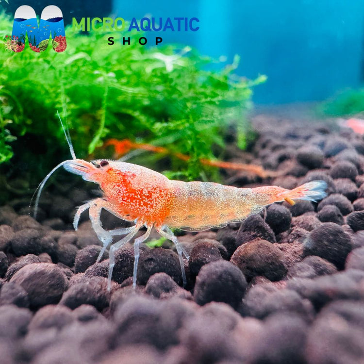 Caridina Shrimp - Peach Bolt 1cm