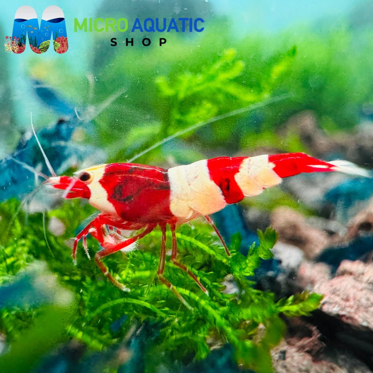 Caridina Shrimp - Red Wine 1cm