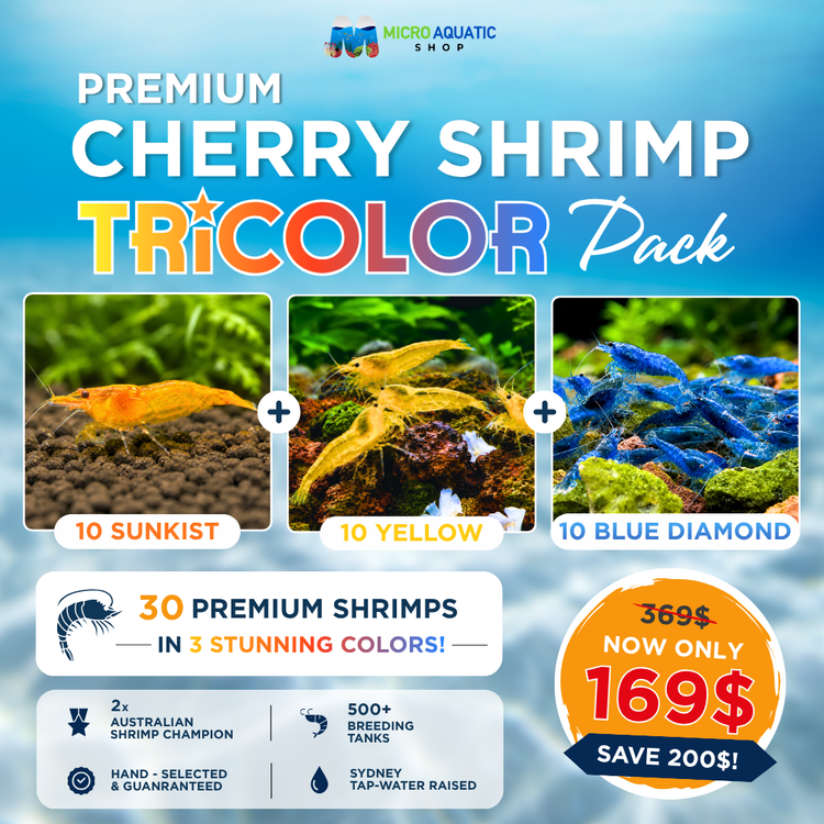 Premium Cherry Shrimp Tricolor Pack - 30 Shrimps Bundle 4