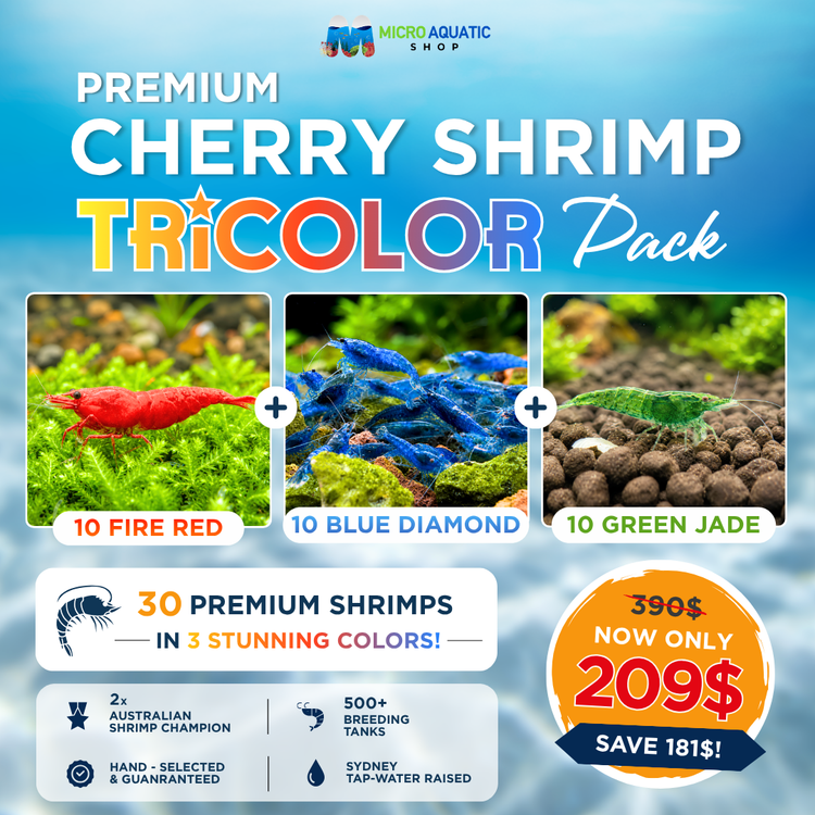 Premium Cherry Shrimp Tricolor Pack - 30 Shrimps Bundle 3