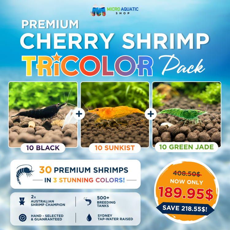Premium Cherry Shrimp Tricolor Pack - 30 Shrimps Bundle 2