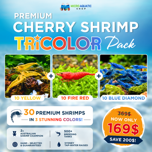 BULK BUY 100-pack Mix Colour Cherry Shrimp