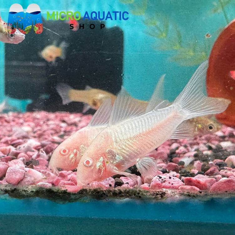 Corydoras Albino Catfish