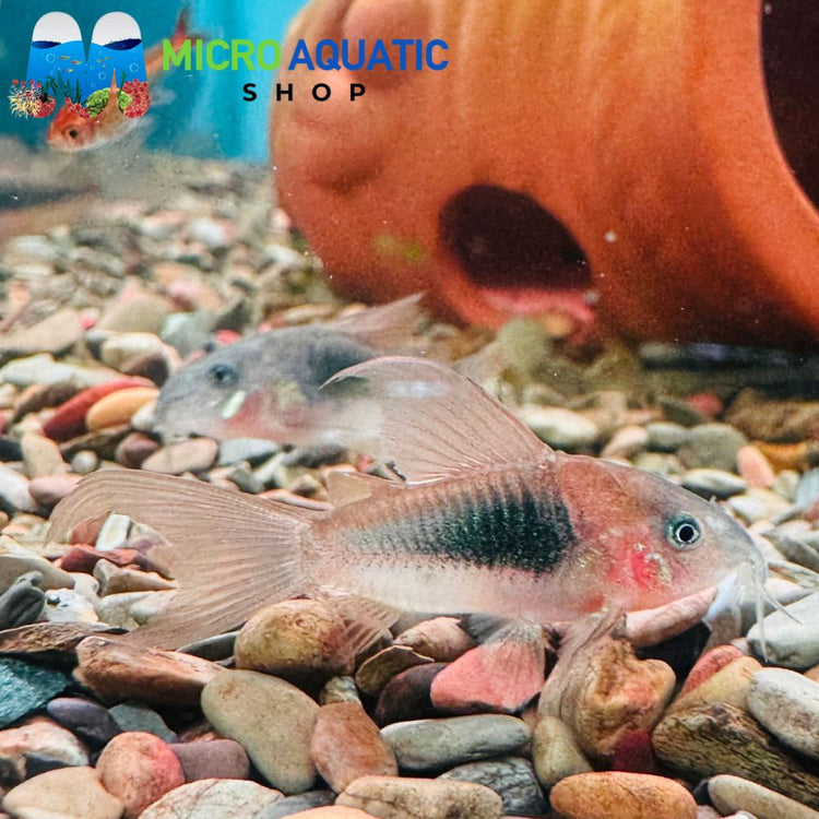 Corydoras - Bronze