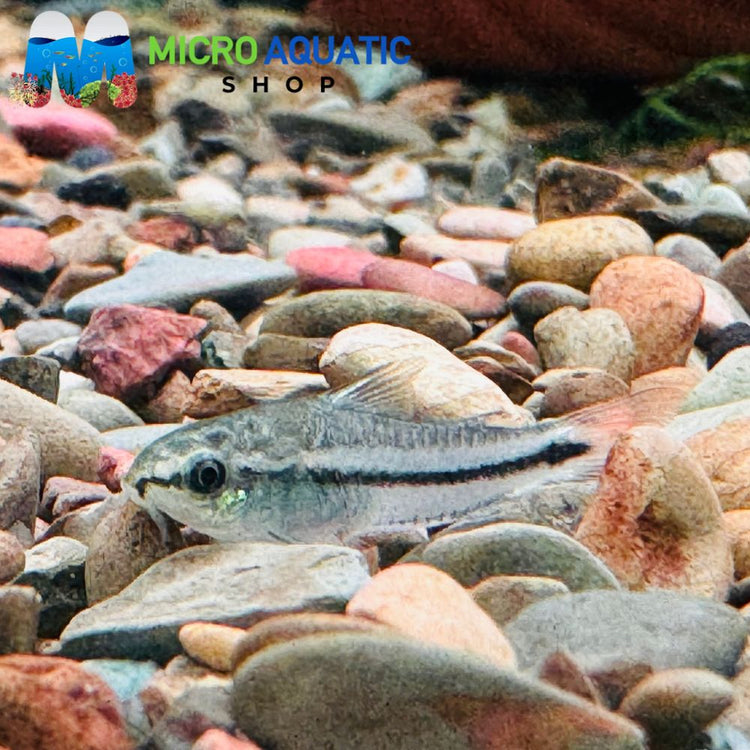 Corydoras - Pygmy Catfish