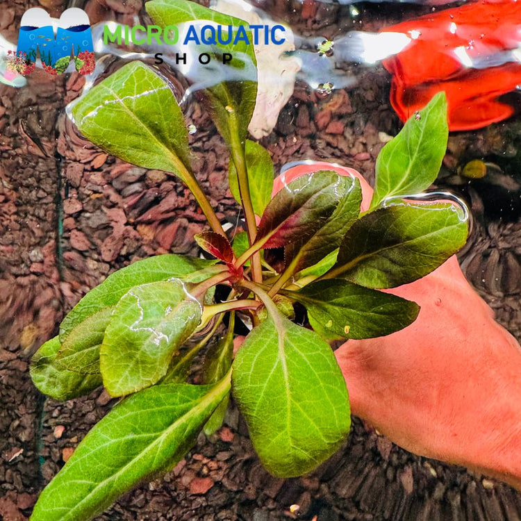Lobelia cardinalis