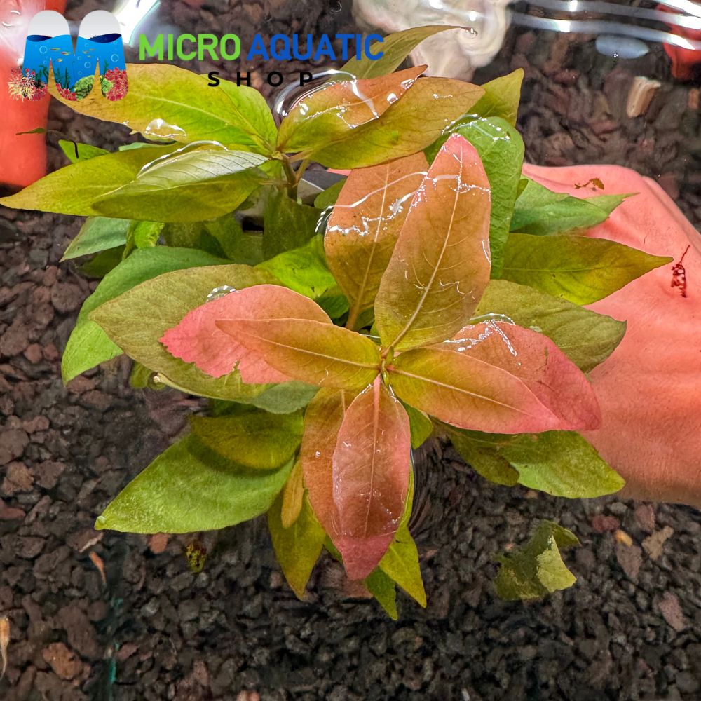 Hygrophila Corymbosa - Stricta – Micro Aquatic Shop