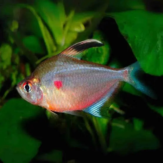 Rare Tetra – Bleeding Heart 3cm Micro Aquatic Shop