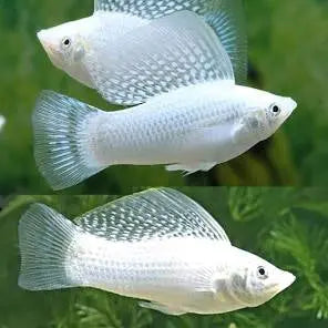 Molly – Platinum Sailfin Molly  (Poecilia latipinna ) 5cm Micro Aquatic Shop