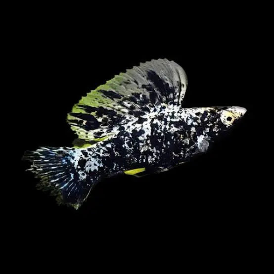 Molly – Dalmation Sailfin Molly  (Poecilia latipinna ) 5cm Micro Aquatic Shop