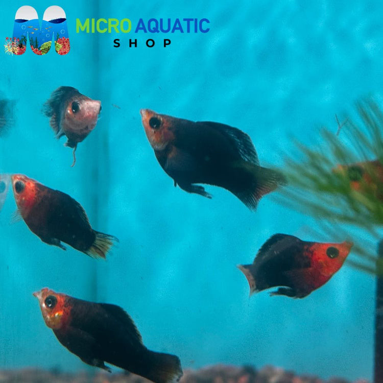 Mollies - Orange Tail Black Mini