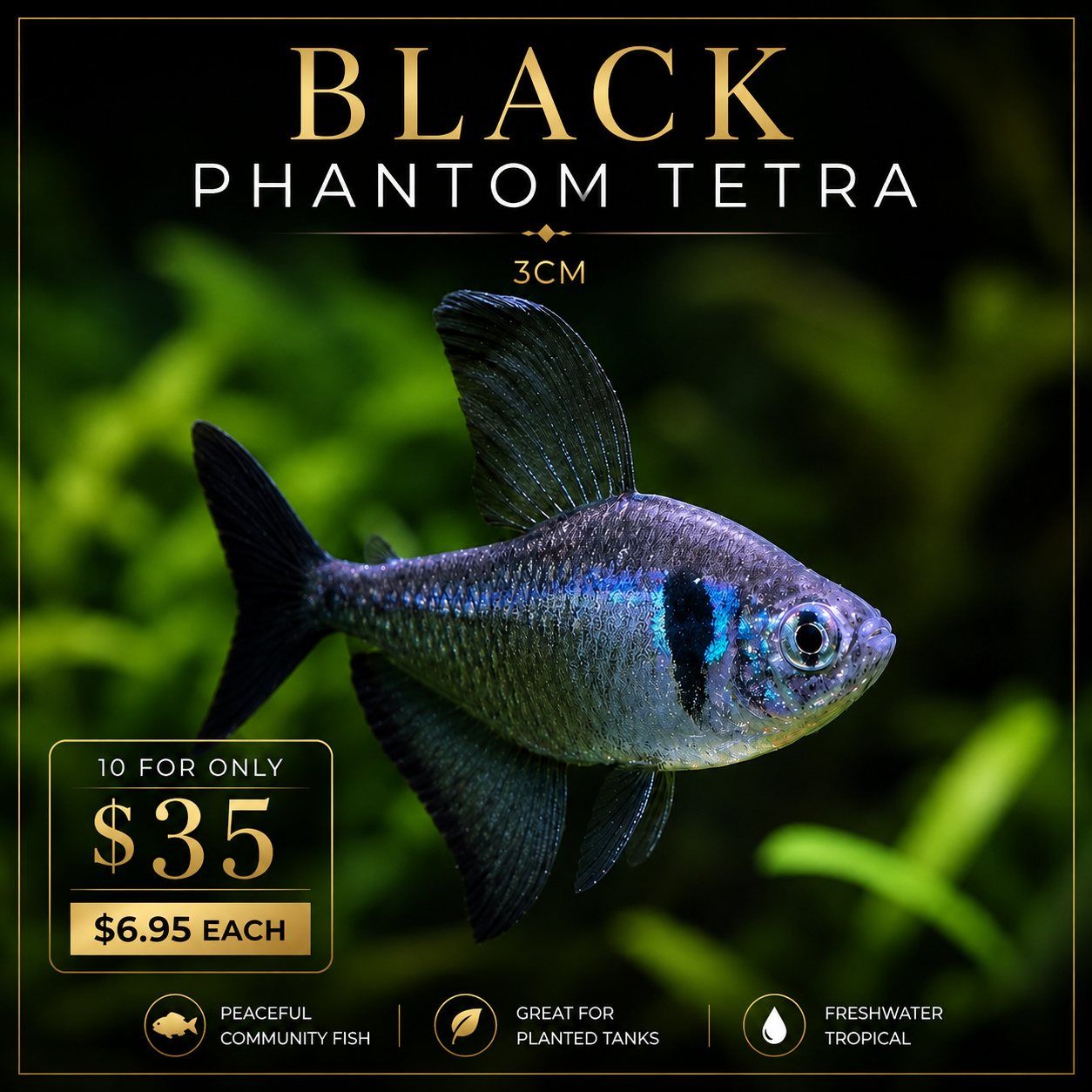 Tetra - Black Phantom 3cm - Special Deal 10 Tetra For Only $35