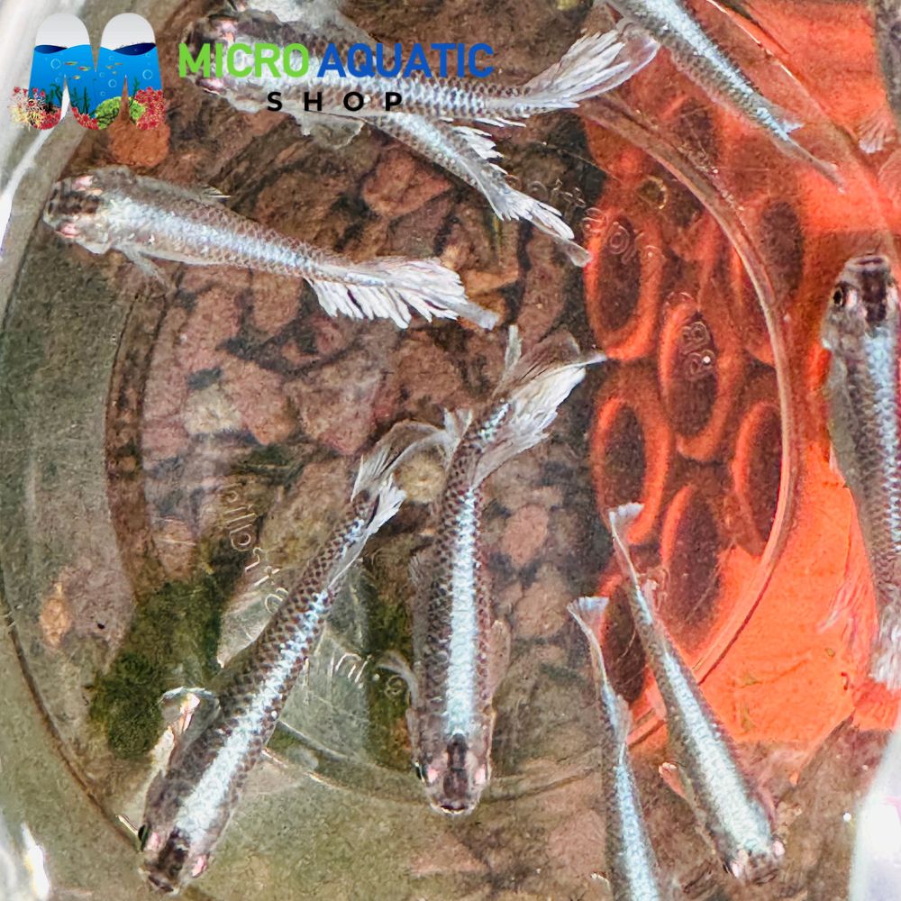 Japanese Rice Fish - Fromage Longfins 3.5cm Show RLF – Micro Aquatic Shop