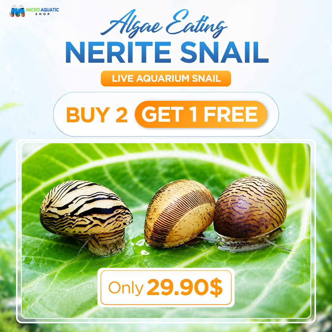 Buy 2 Get 1 Free Nerite Algae Eating Snail (Live Aquarium Snail)