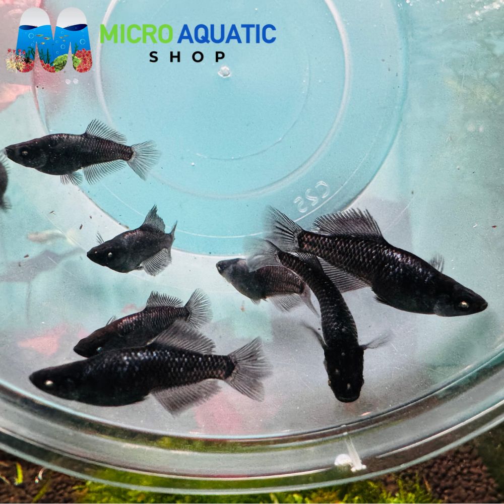 Japanese rice fish - Celestrial Light Earth Eye 3cm – Micro Aquatic Shop