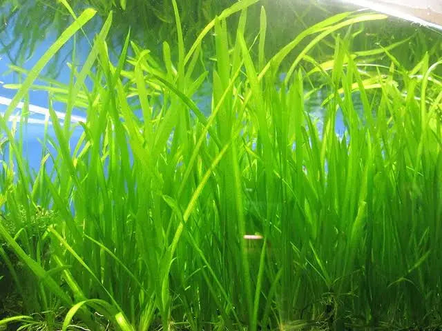 Vallisneria  - Jungle Val