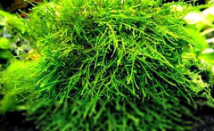 Taxiphyllum sp. "Spiky Moss"