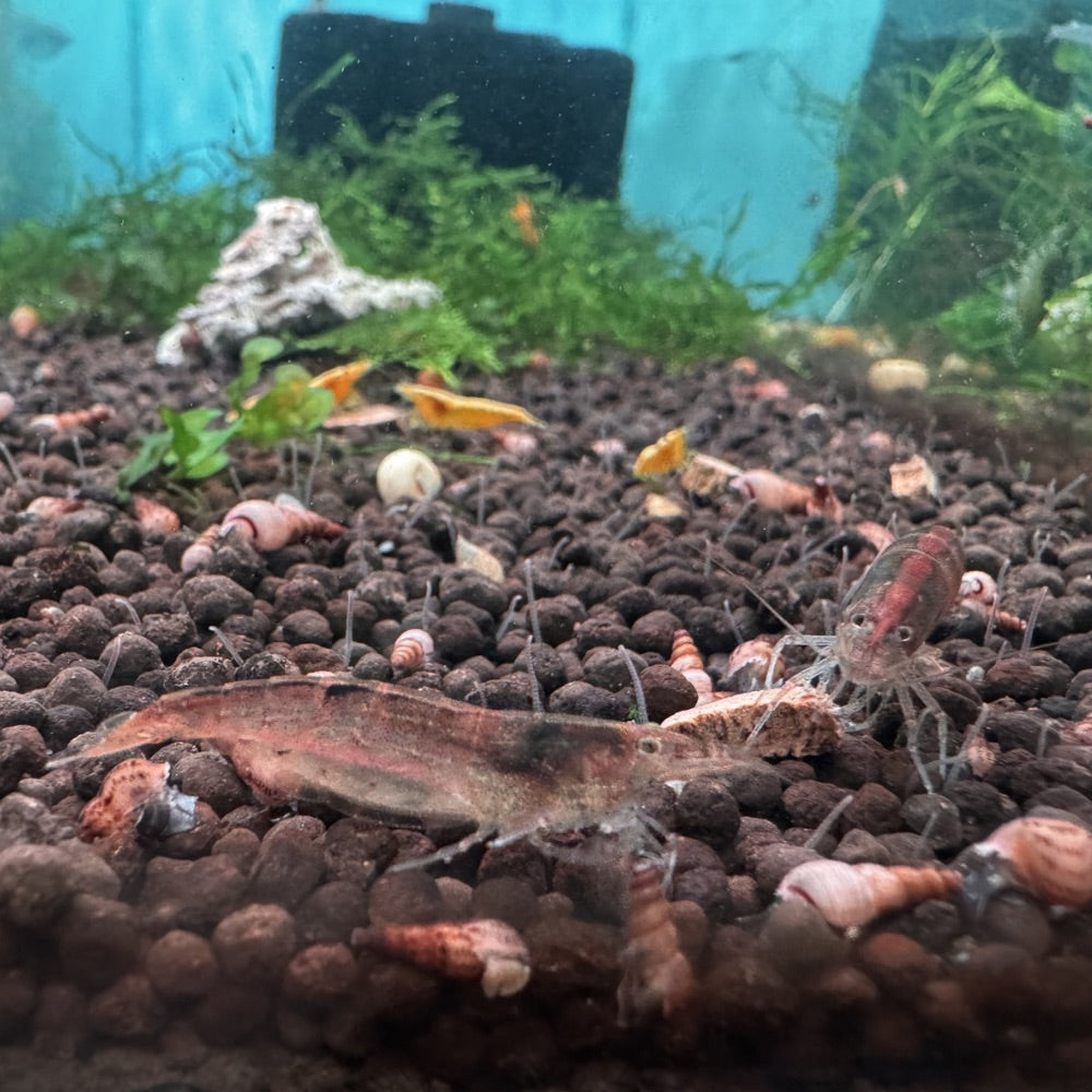 Australian Amano Shrimp (ULTRA RARE) Micro Aquatic Shop