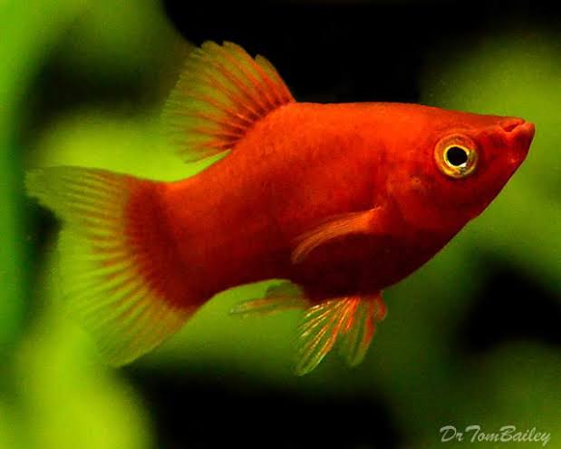 Platies - Blood red  Platy (Xiphophorus variatus) 3cm