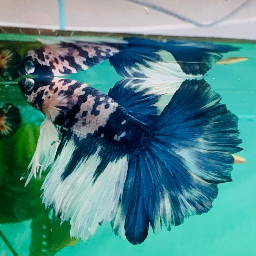 Betta - Marble Longfin Male Show Grade (MBHM) Aquatic Solutions