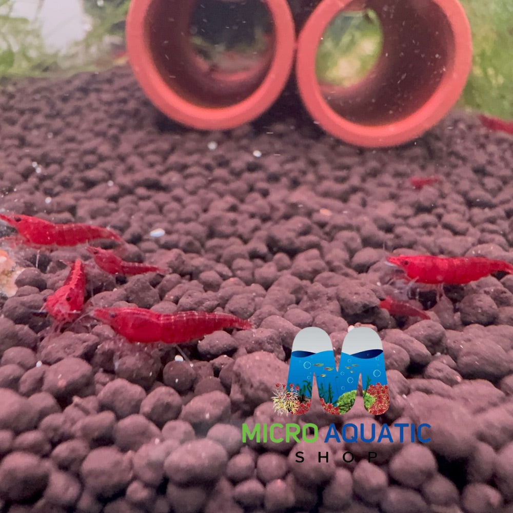 Cherry Shrimp - Bloody Mary 1cm Micro Aquatic Shop
