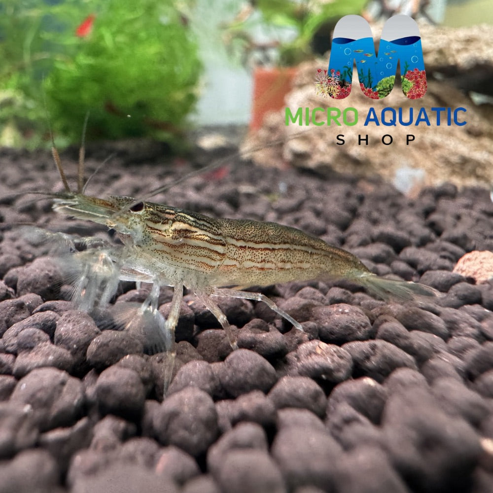 Australian Riffle Shrimp - Filter Shrimp (ULTRA RARE) Micro Aquatic Shop