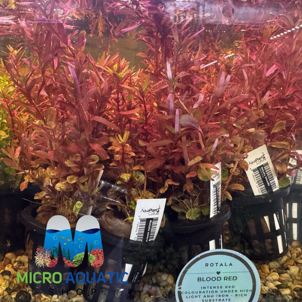 Rare Rotala - Blood Red Micro Aquatic Shop