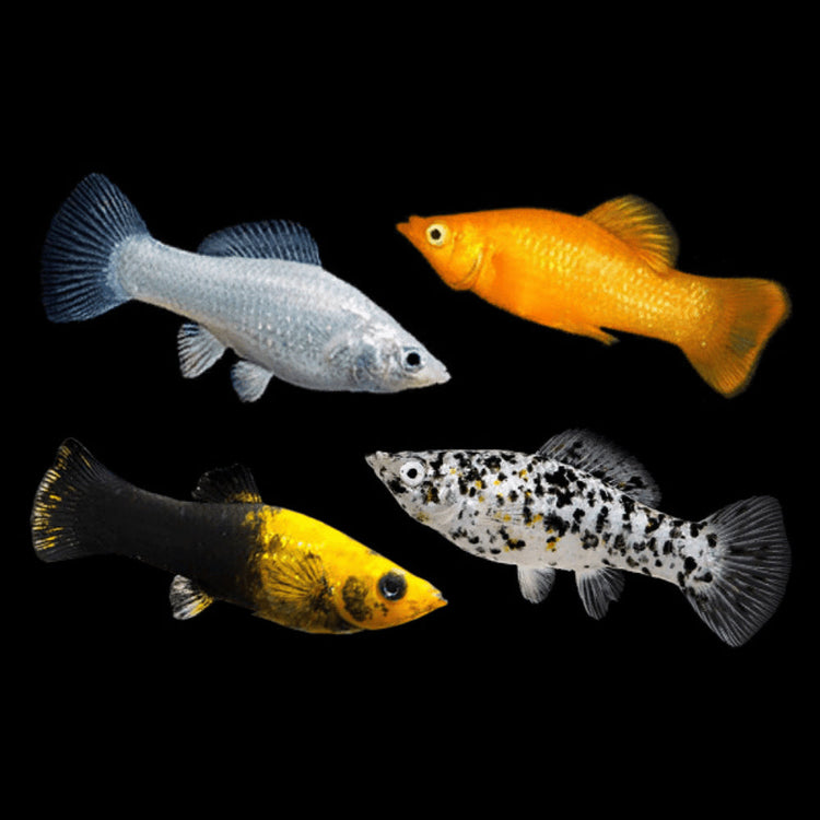 Mollies – Assorted 4cm Micro Aquatic Shop
