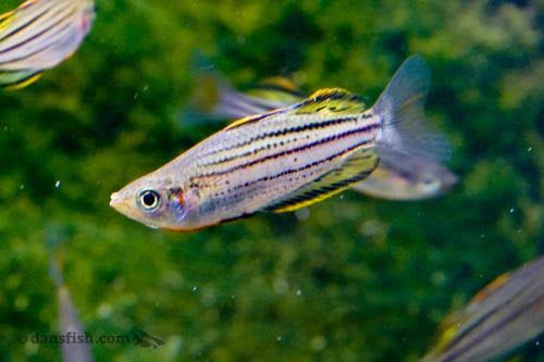 SKULL CREEK RAINBOW - MELANOTAENIA MACCULLOCHI 3-5 cm