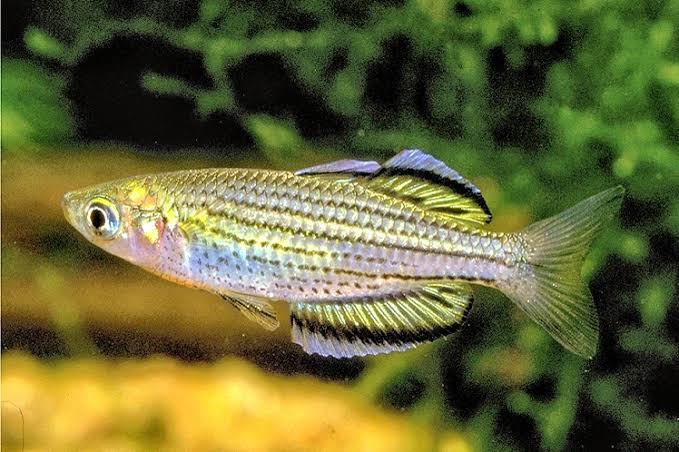 SKULL CREEK RAINBOW - MELANOTAENIA MACCULLOCHI 3-5 cm