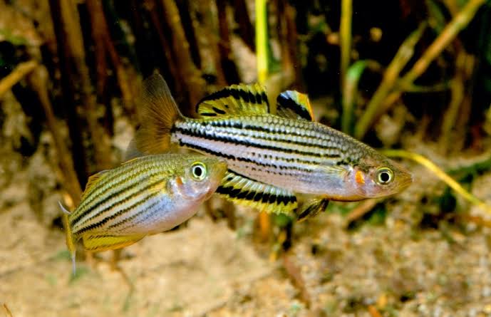 SKULL CREEK RAINBOW - MELANOTAENIA MACCULLOCHI 3-5 cm