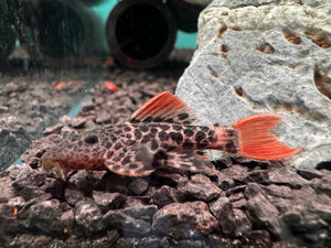 Pleco – L600 Leopard Cactus Pleco Catfish (Hypancistrus sp) 5cm Micro Aquatic Shop