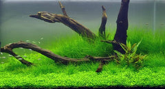 Tissue Culture - Eleocharis Acicularis mini - HG